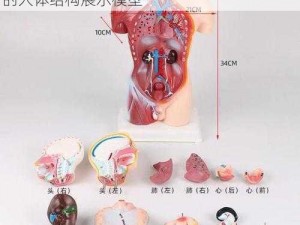 我成为了生物课性实验的教具，提供了绝佳的人体结构展示模型