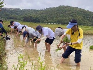 情侣插秧的 100 种方法：体验农耕乐趣，增进感情的绝佳方式