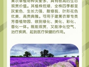 薰衣草研究所免费进入在线网址？为何-如何-怎样找到它？