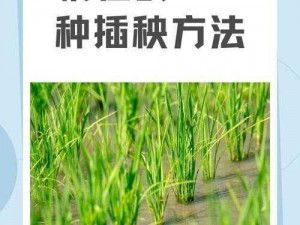 外国情侣插秧方法，高效实用的农业工具