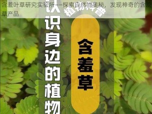 含羞叶草研究实验所——探索自然的奥秘，发现神奇的含羞草产品