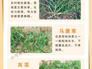 0adc 野草年龄确认，轻松识别植物年龄