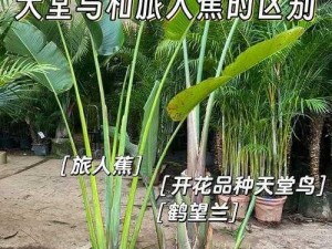 旅人蕉和天堂鸟有什么区别？视频解答