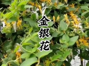 TXL 金银花真的能双管齐下吗？效果如何？