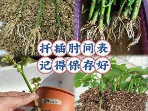 在床上的 72 种扦插方法：让你的植物茁壮成长