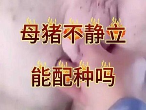 人和种猪的关系是怎样的？如何提高种猪的繁殖性能？