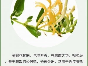 金银花为什么深不可测？如何探寻金银花的奥秘？怎样才能更好地了解金银花？