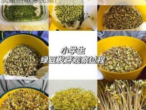 嫩芽视频为什么这么受欢迎？如何制作出高质量的嫩芽视频？