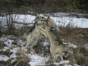 为什么点车之狼如此猖獗？如何防范点车之狼？怎样保护自己避免成为点车之狼的目标？