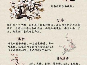 老张周梅，梅花开几度，花香浓郁，口感醇厚