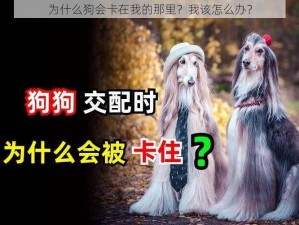 为什么狗会卡在我的那里？我该怎么办？