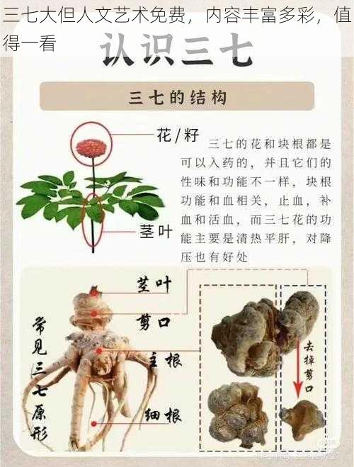 三七大但人文艺术免费，内容丰富多彩，值得一看