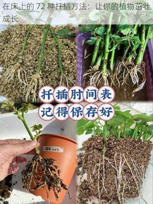 在床上的 72 种扦插方法：让你的植物茁壮成长