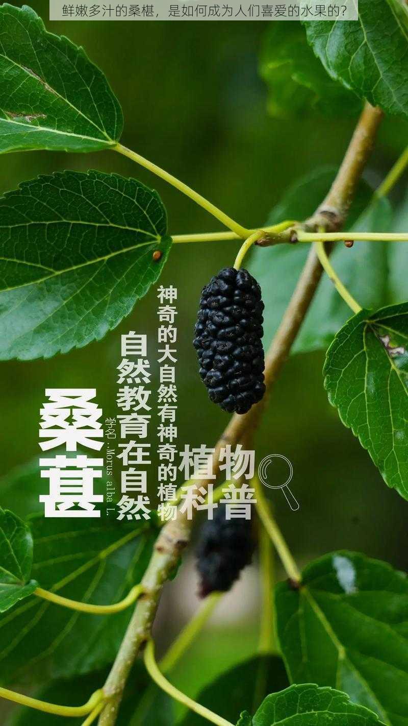 鲜嫩多汁的桑椹，是如何成为人们喜爱的水果的？