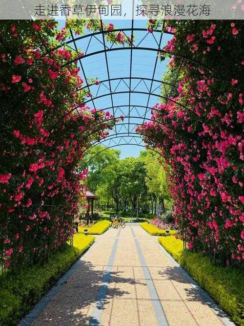 走进香草伊甸园，探寻浪漫花海