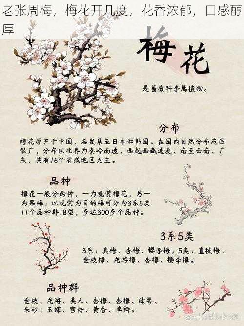 老张周梅，梅花开几度，花香浓郁，口感醇厚