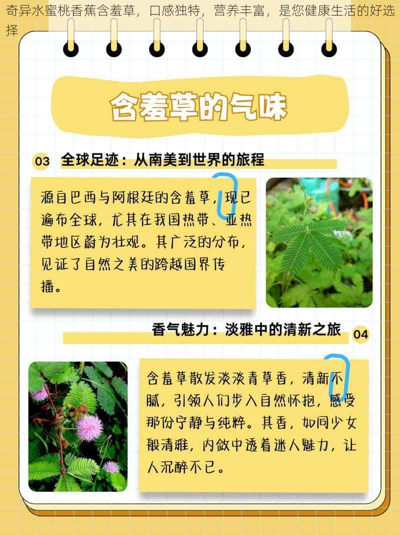 奇异水蜜桃香蕉含羞草，口感独特，营养丰富，是您健康生活的好选择