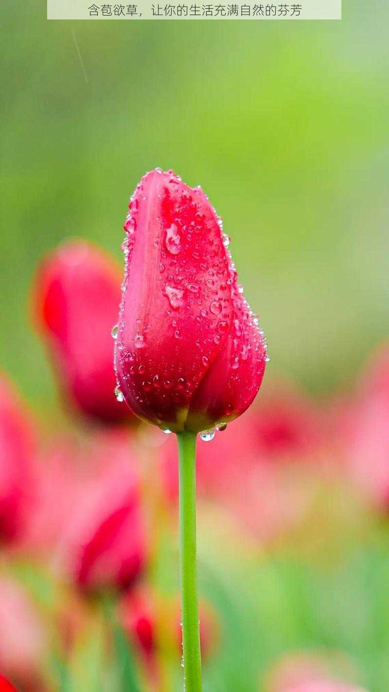 含苞欲草，让你的生活充满自然的芬芳