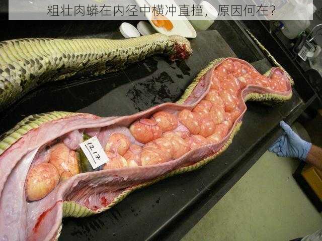 粗壮肉蟒在内径中横冲直撞，原因何在？