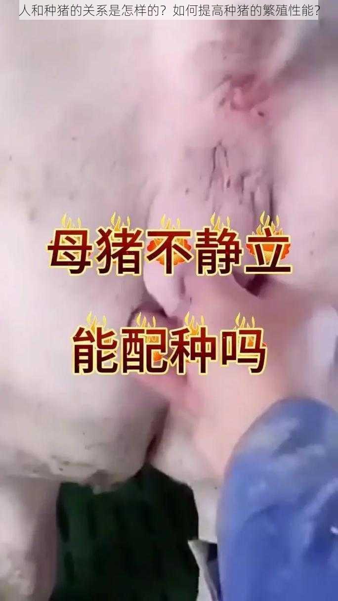 人和种猪的关系是怎样的？如何提高种猪的繁殖性能？