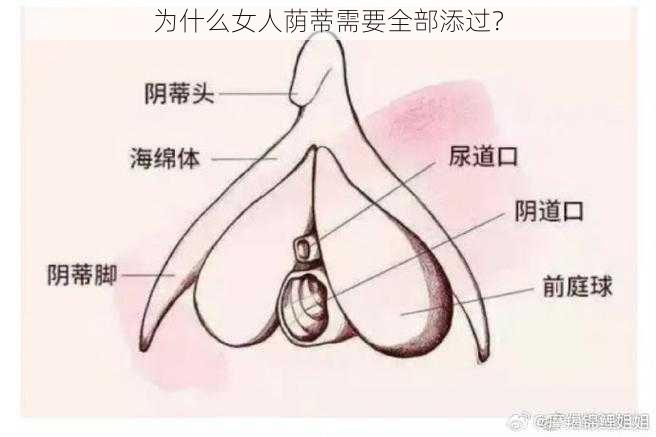 为什么女人荫蒂需要全部添过？