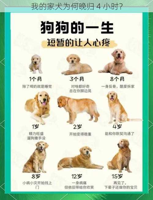 我的家犬为何晚归 4 小时？