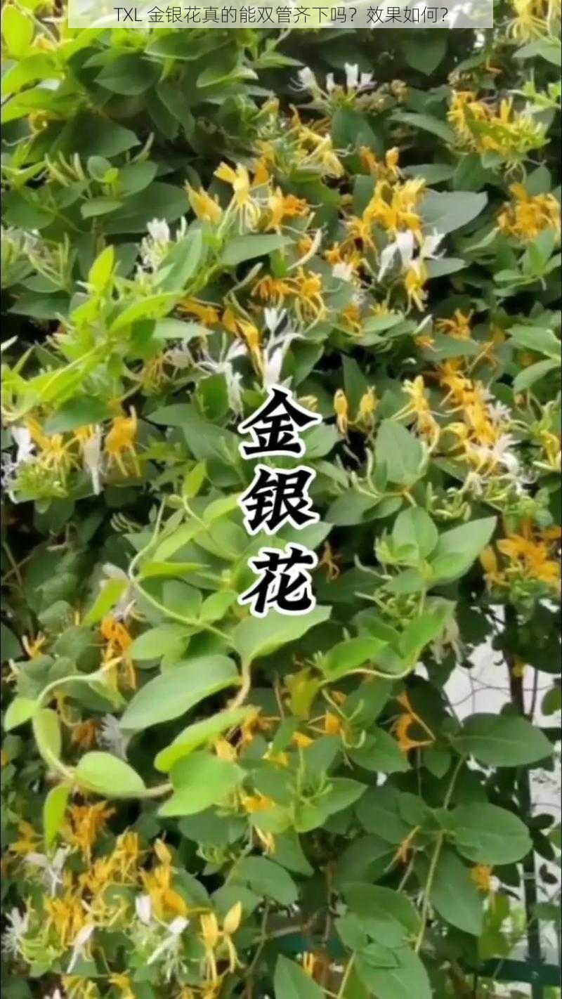 TXL 金银花真的能双管齐下吗？效果如何？