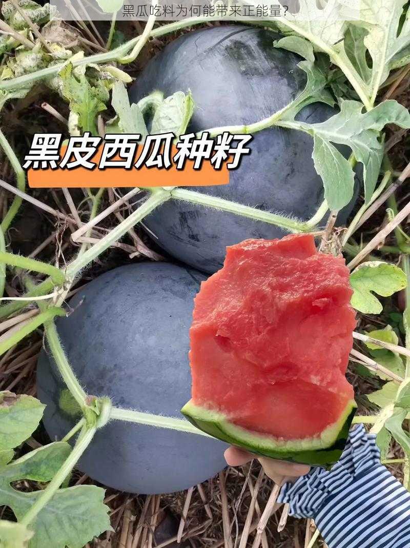 黑瓜吃料为何能带来正能量？